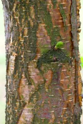Betula papyrifera - bříza papírová - kůra